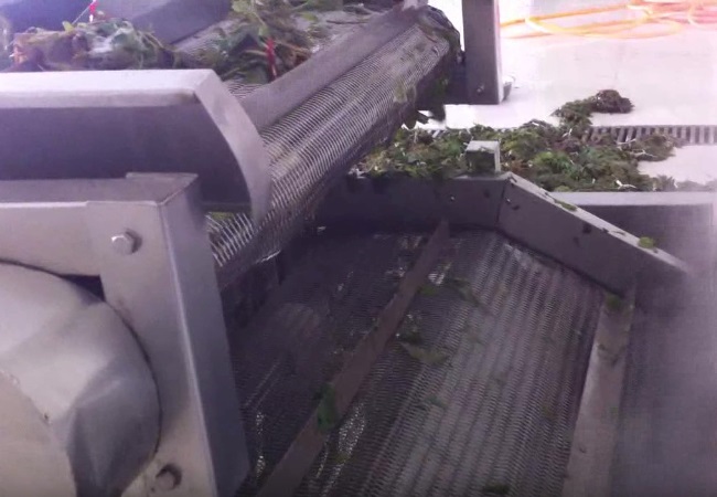 香椿芽清洗漂燙風(fēng)干流水線