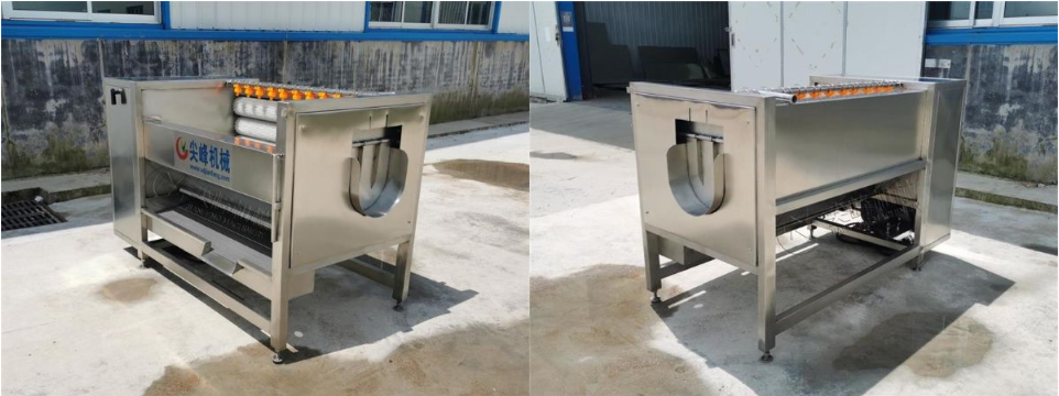 球根莖類去皮清洗機(jī)器設(shè)備